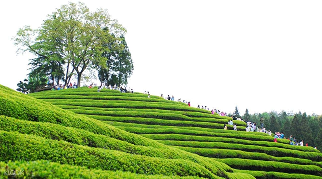 Korea Folk Village & Everland Day Tour from Seoul2