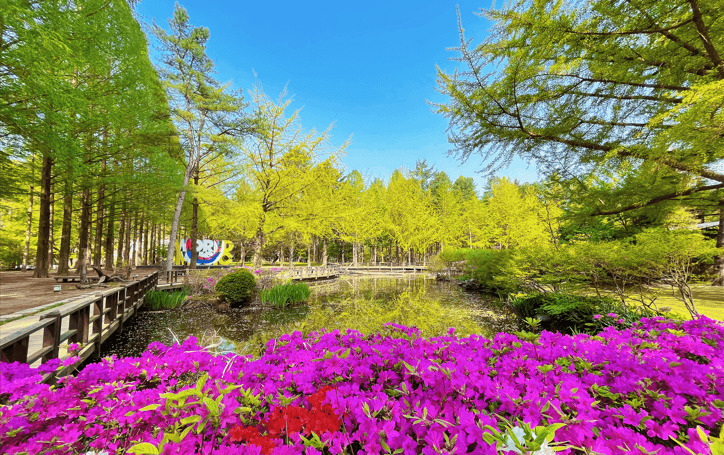 Nami Island Round trip bus