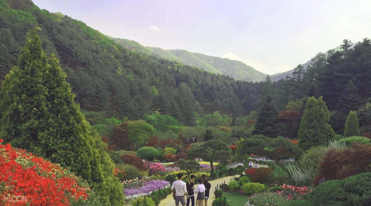 Nami Island, Garden of Morning Calm Festival, and Fruit Picking Tour from Seoul2