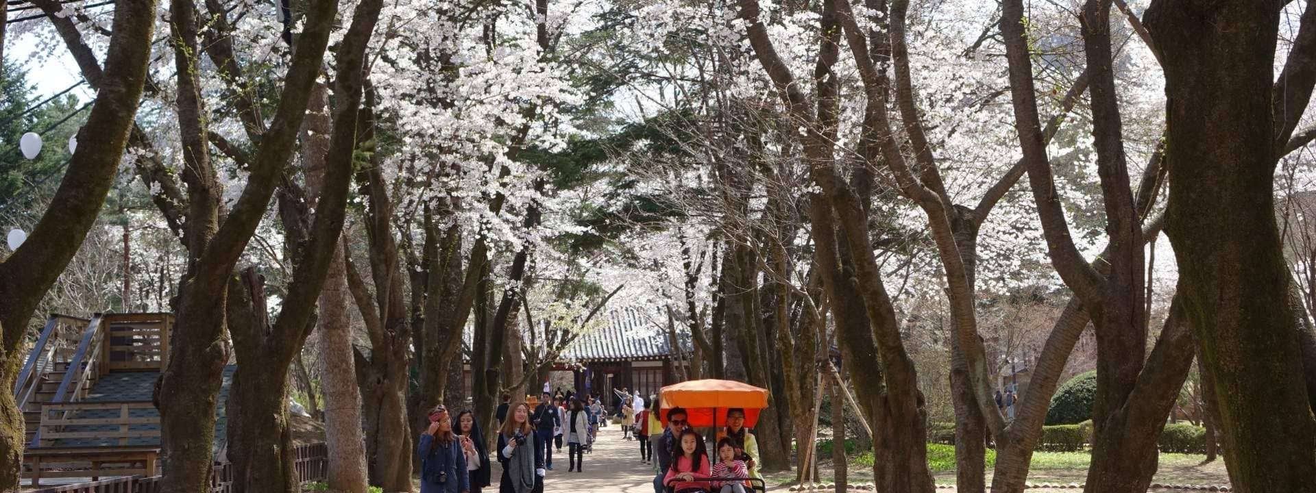 Nami Island, Garden of Morning Calm, and Gangchon Rail Bike Day Trip with Halal Lunch Available