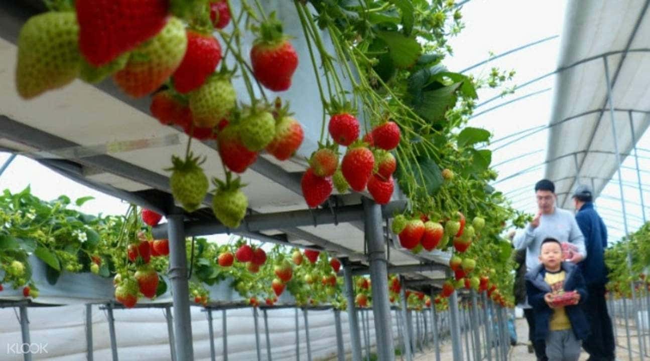 Pocheon Art Valley, Strawberry Farm, and Herb Island Day Tour2