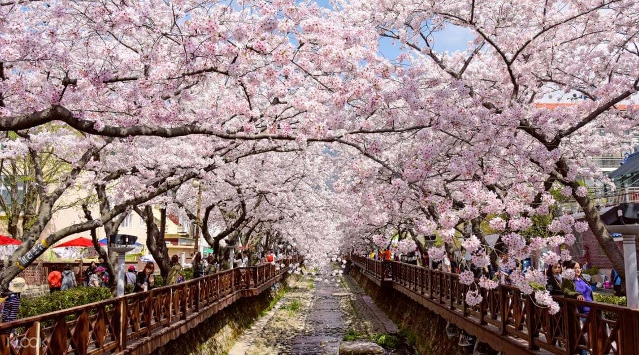 Private Sightseeing Charter Trip for Jinhae Cherry Blossom Festival from Seoul2