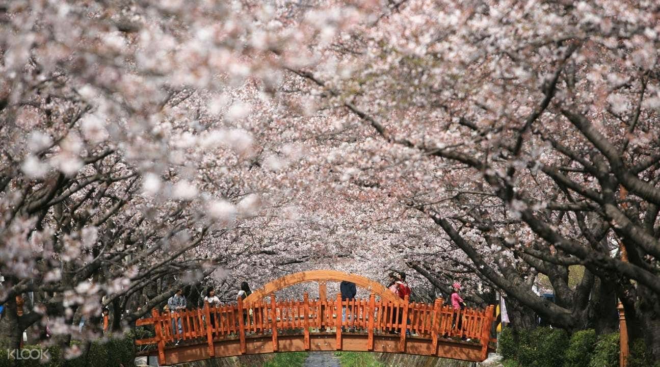 Private Sightseeing Charter Trip for Jinhae Cherry Blossom Festival from Seoul1