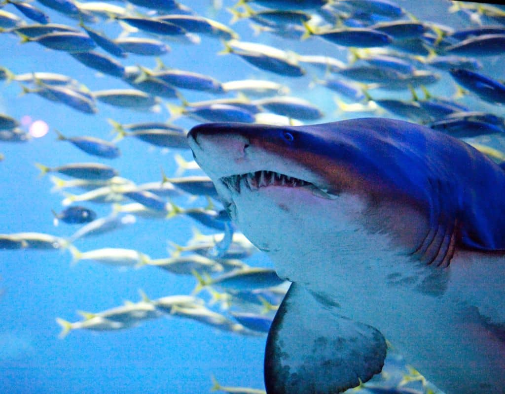 บัตรเข้าชมพิพิธภัณฑ์สัตว์น้ำซีไลฟ์ ปูซาน (Busan Sea Life)
