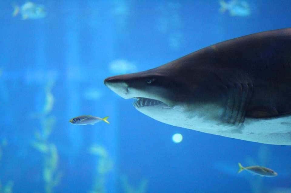 บัตรเข้าชมพิพิธภัณฑ์สัตว์น้ำซีไลฟ์ ปูซาน (Busan Sea Life)4