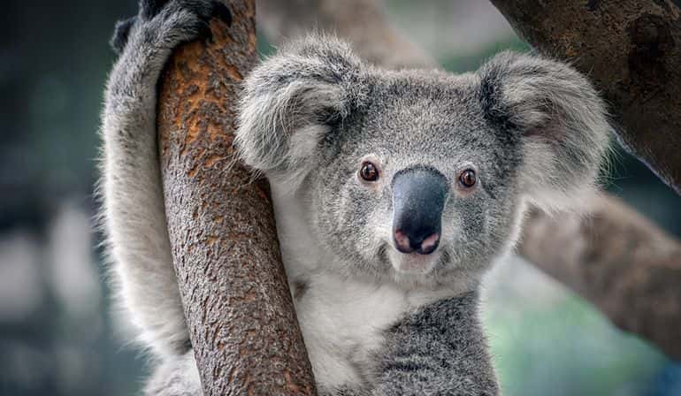 ทัวร์ออสเตรเลีย บริสเบน พักเกาะแทงกาลูม่า สวนสนุกมูฟวี่เวิลด์ สวนน้ำซีเวิลด์3