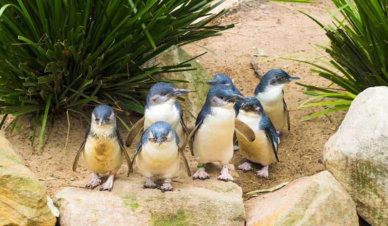 ทัวร์ออสเตรเลีย บริสเบน พักเกาะแทงกาลูม่า สวนสนุกมูฟวี่เวิลด์ สวนน้ำซีเวิลด์4