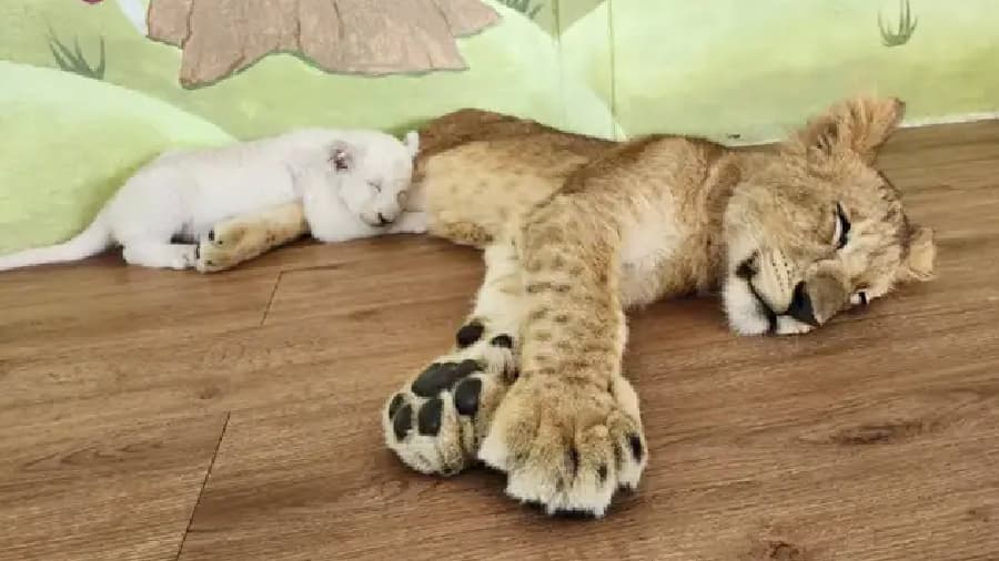 travel-story-1745742780_98d3de226a8498ebe5db-0