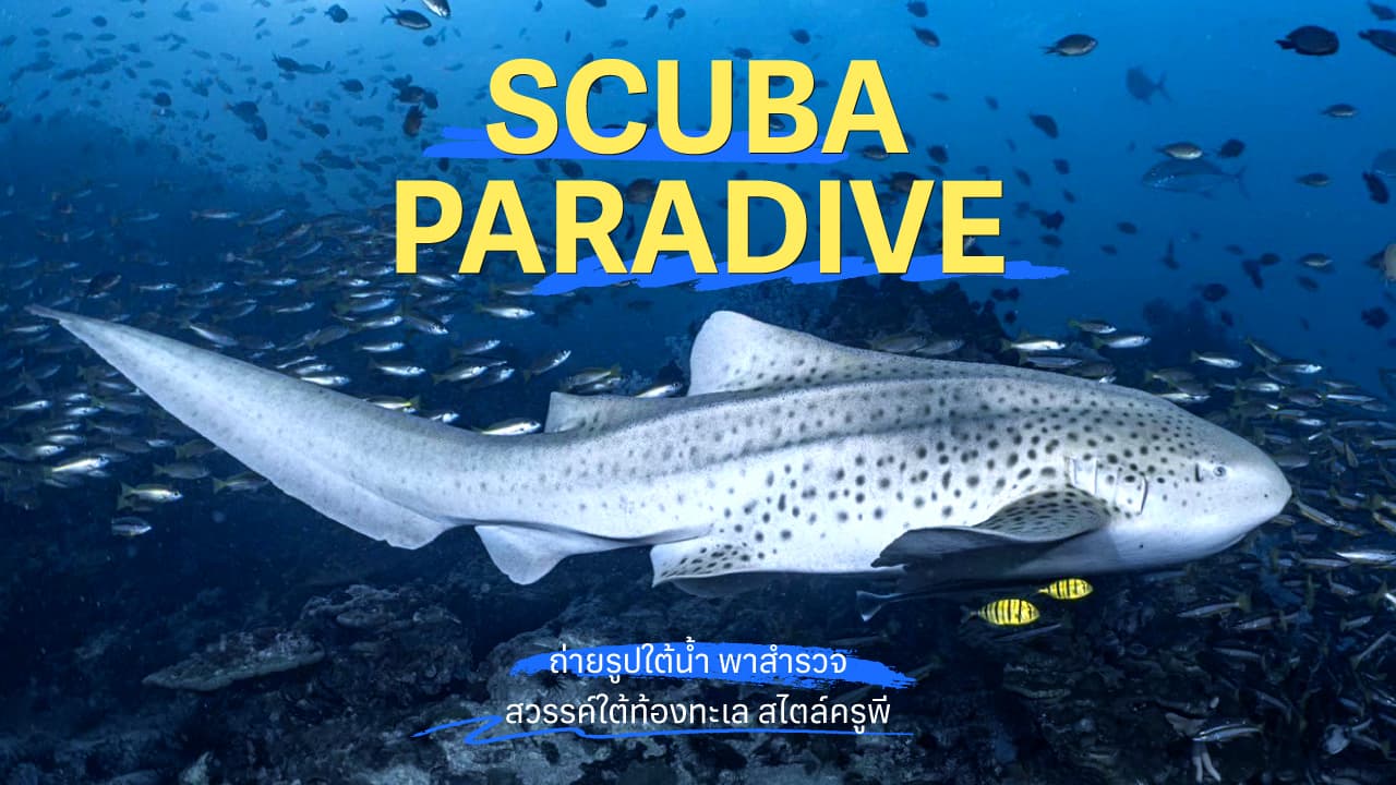travel-story-Gother_KLUB_Diving_Scuba-Paradive16-9-0
