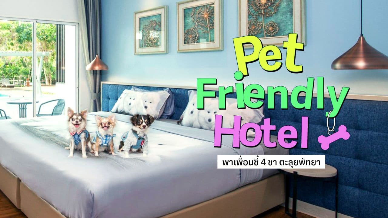 travel-story-Gother_Non-KLUB_Pet-Friendly-hotel16-9_th-0
